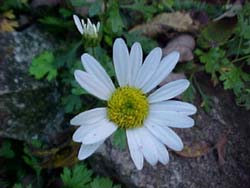 Dendranthemum syn. Chrysanthemum 