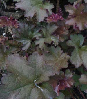 Heuchera 'Crimson Curls'