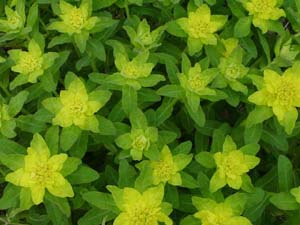 Euphorbia epithymoides (species)