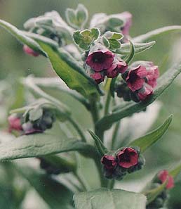 Cynoglossum officinale (species)