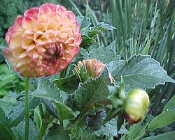 Dahlia imperialis Unknown