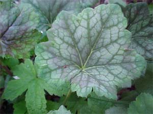 Heuchera 'Dale's Strain'