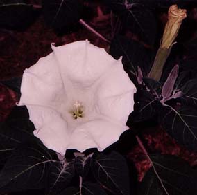 Datura 