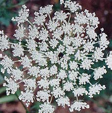 Daucus carota (species)