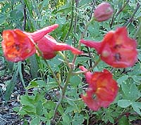 Delphinium nudicaule 