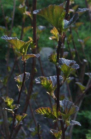 Pysocarpus opulifolius 'Diablo'