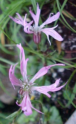 Dianthus flos cuculi 'Nana' 