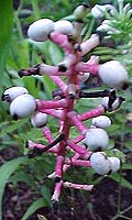 Actaea pachypoda (species)