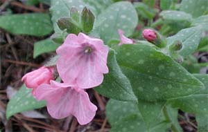 Pulmonaria saccharata 'Dora Bielefelo'