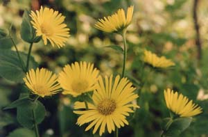 Doronicum orientale 