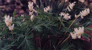 Dicentra cucularia (species)