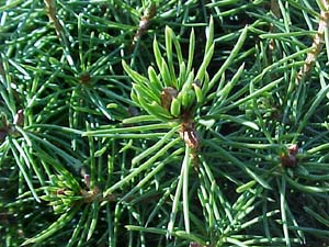 Picea glauca 'Conica'