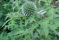 Echinops ritro 'Taplow Blue'