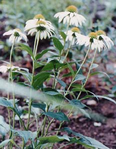 Echinacea purpurea 'White Swan'