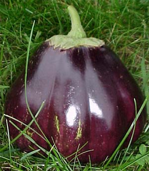 Solanum melongena 'Black Beauty'