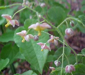 Epimedium alpinum 