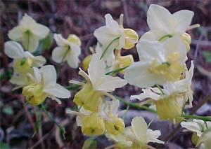 Epimedium davidii 