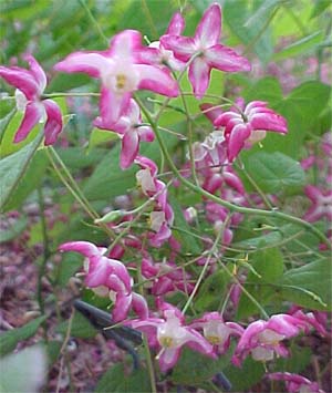 Epimedium grandiflorum 