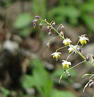 Epimedium sagitatum 