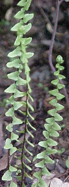 Asplenium platyneuron 