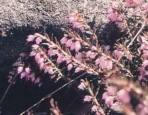 Erica X darleyensis This is a crossed species.