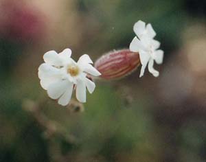 Lychnis alba 