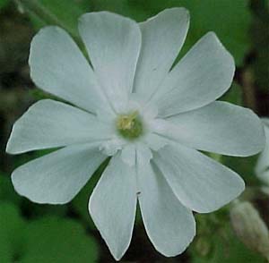 Lychnis alba 