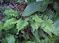 Dryopteris filix-mas 