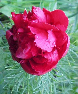 Paeonia tenuifolia 'Rubra Flora Plena'