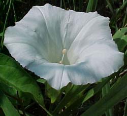 Convolvulus arvensis 