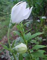 Platycodon 'Figi White'