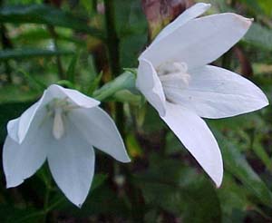 Platycodon 'Figi White'