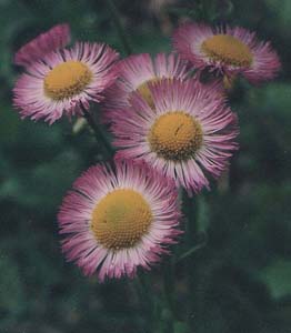 Inula dysenterica (species)