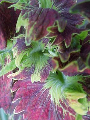 Coleus 'Flirtin Skirts'