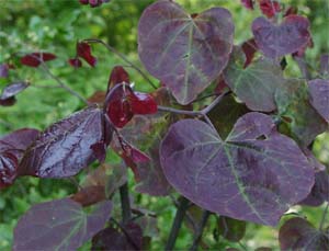 Cercis canadensis 'Forest Pansy'