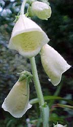 Digitalis ambigua 'Carillion'