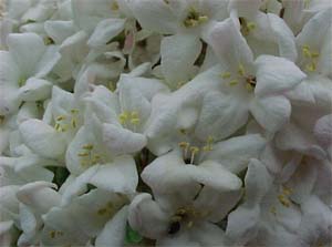 Viburnum carlcephalum (species)