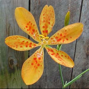 Belamcamda chinensis 'Freckles'