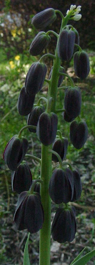 Fritillaria persica Black Fritillaria