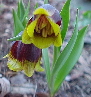 Fritillaria michailovskyi 