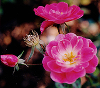 Rosa Meidiland 'Fucsia'