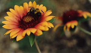 Gallardia grandiflora Blanket Flower