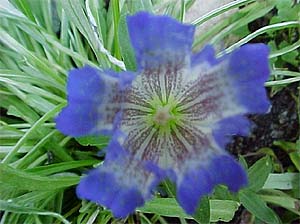 Gentiana lagodechiana 