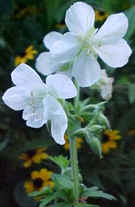 Geranium 'Splish Splash'