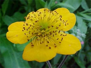 Geum 'Georgenberg'