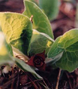 Asarum canadensis (species)