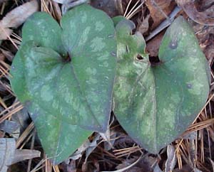 Asarum arifolium 