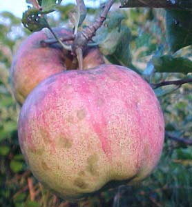 Malus domestica 'Ginger Gold'