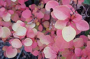 Berberis thunbergii 'Aurea'