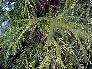 Juniperus 'Goldthread'